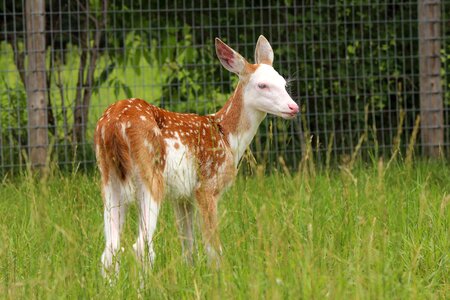 Wildlife mammal animal