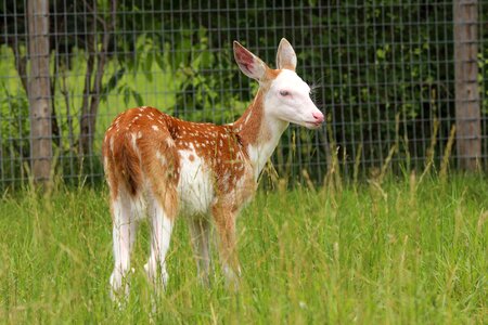 Wildlife mammal animal photo