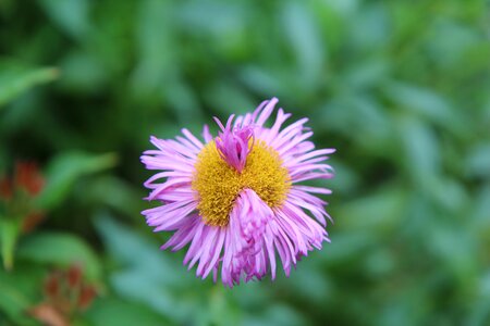 Pink flower fault floral spring-flowering