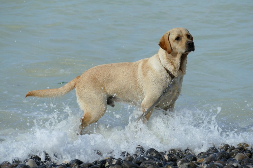 Labrador play water