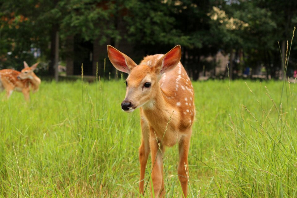 Wildlife animal wild