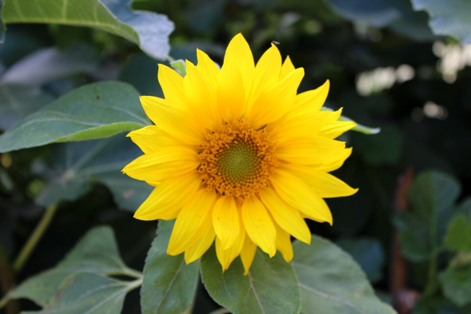 Bloom yellow nature