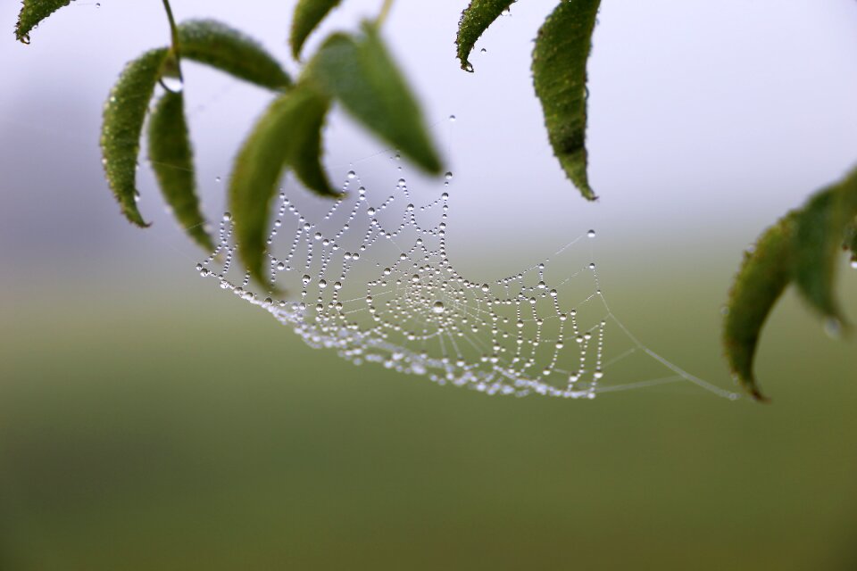 Leaves branch drops