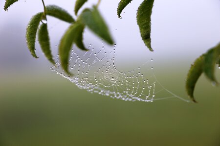 Leaves branch drops