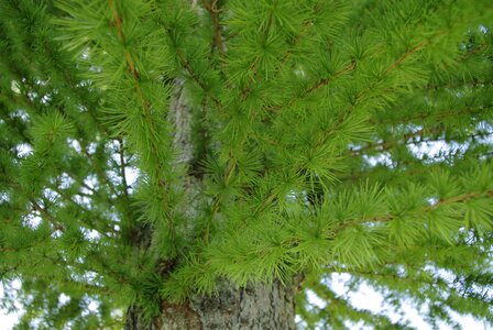 Pine branch needle photo