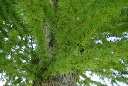Pine branch needle