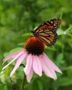 Nature animal colorful