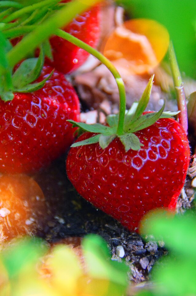 Strawberry red ripe fruit