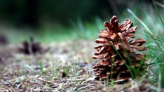 Nature pine coniferous photo