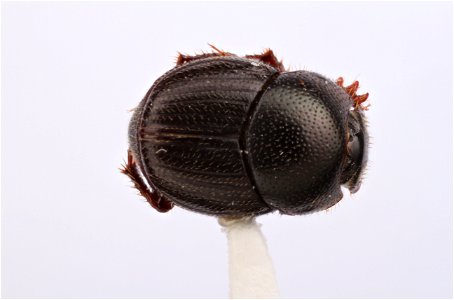 Dung Beetle (Scarabaeidae, Onthophagus oklahomensis)