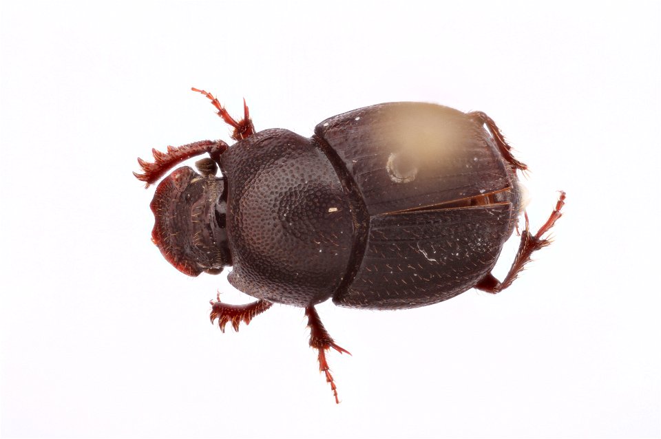 Dung Beetle (scarabaeidae, Onthophagus knausi)