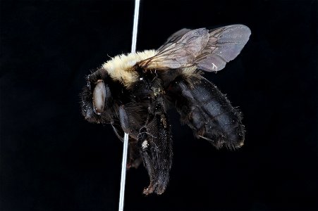 Blueberry Bee (Apidae, Habropoda laboriosa) photo