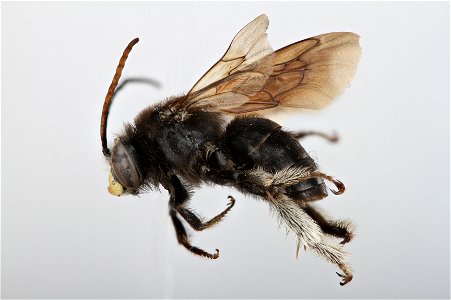 Two-spotted Longhorn Bee (Apidae, Melissodes bimaculatus) photo