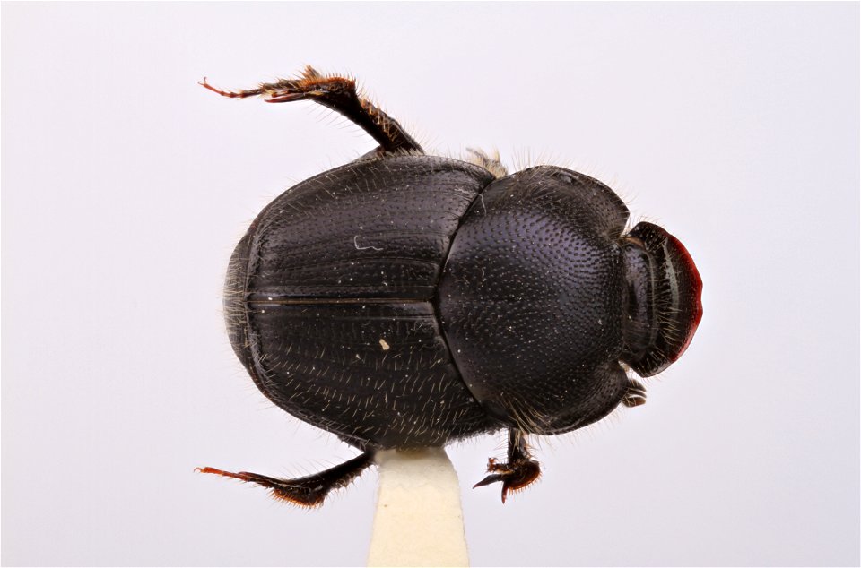 Dung Beetle (Scarabaeidae, Onthophagus hecate hecate)
