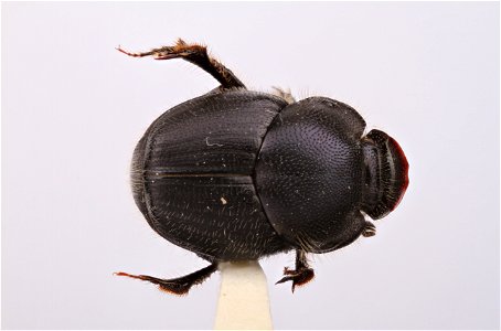 Dung Beetle (Scarabaeidae, Onthophagus hecate hecate)