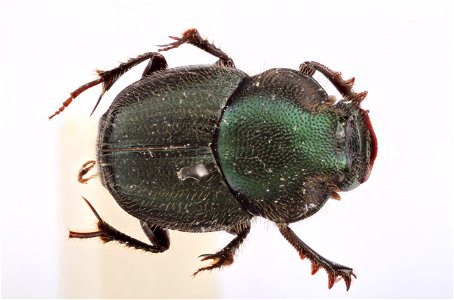 Dung Beetle (Scarabaeidae, Onthophagus medorensis)