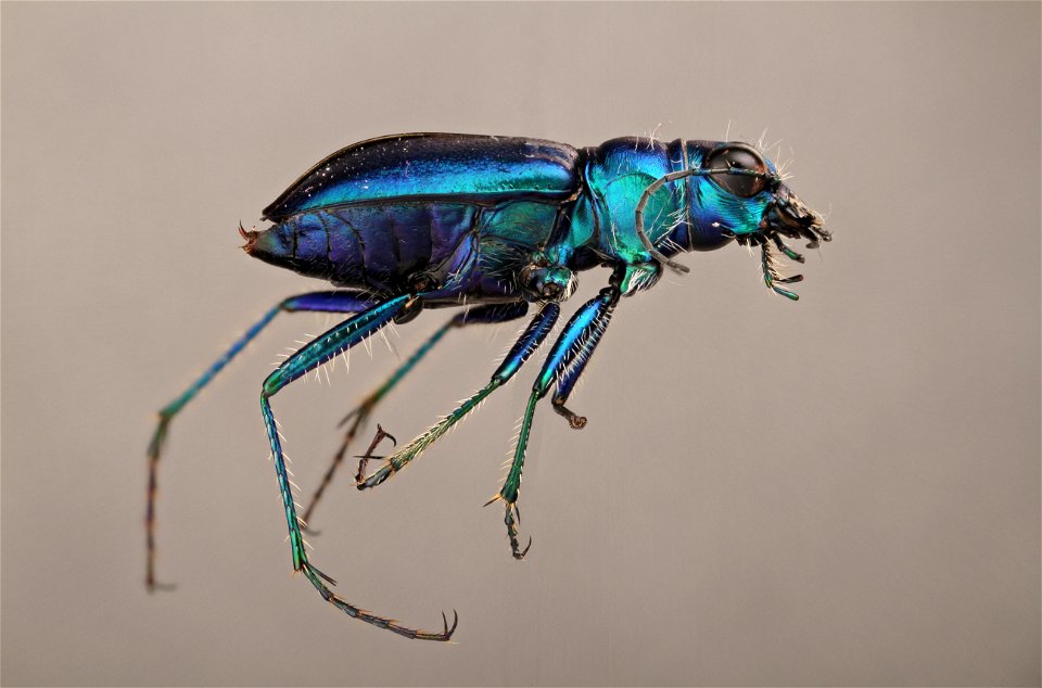 Tiger beetle (Carabidae)
