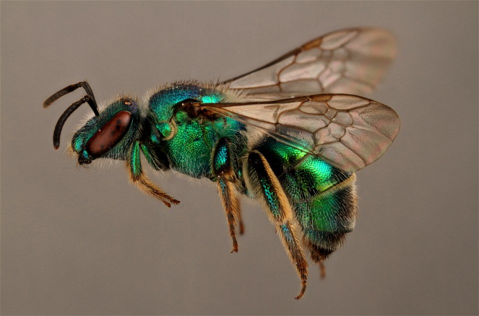 Sweat bee (Halictidae)