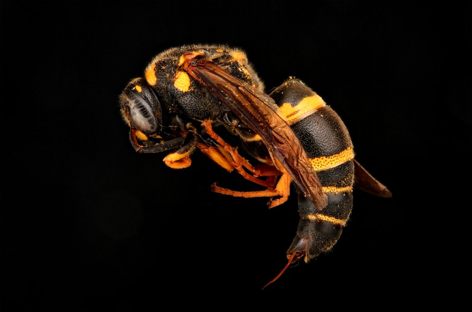 Potter wasp (Vespidae, Euodynerus foraminatus)