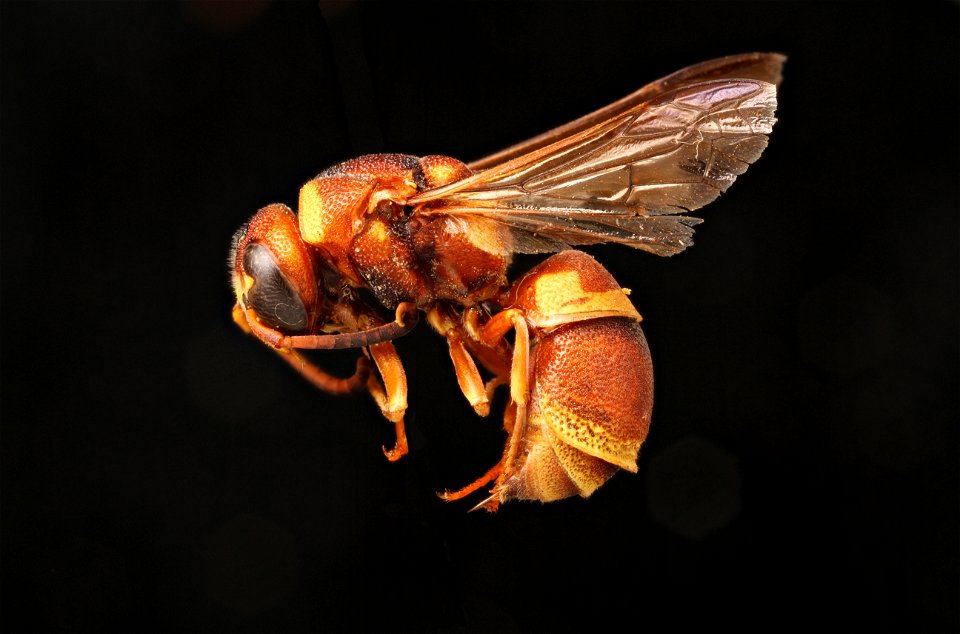 Potter wasp (Vespidae, Euodynerus castigatus)