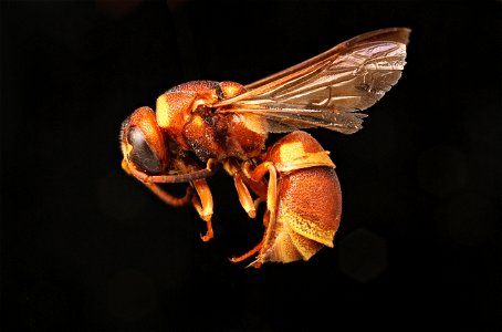 Potter wasp (Vespidae, Euodynerus castigatus)