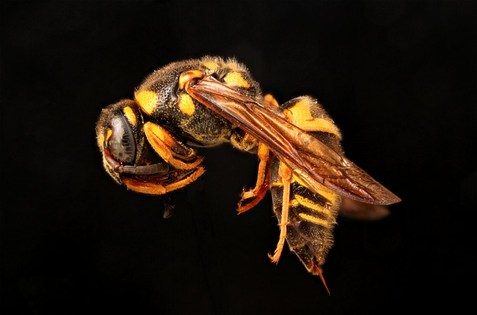 Potter wasp (Vespidae, Euodynerus boscii)