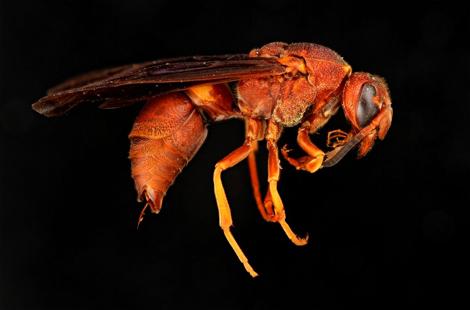 Potter wasp (Vespidae, Euodynerus crypticus)