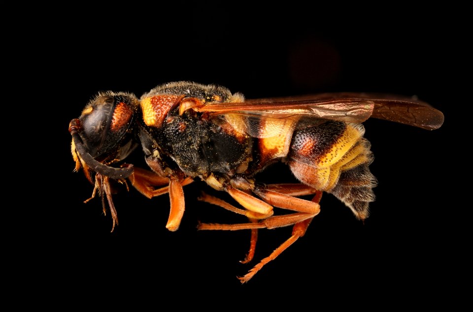 Potter wasp (Vespidae, Euodynerus annulatus)