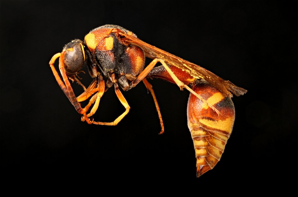 Potter wasp (Vespidae, Eumenes smithii)