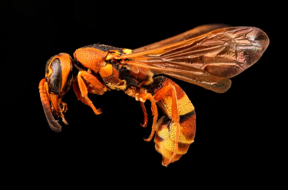 Potter wasp ( Vespidae, Dolichodynerus tanyotus)