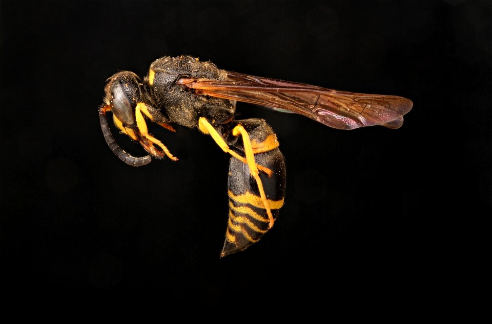 Potter wasp ( Vespidae, Ancistrocerus antilope)