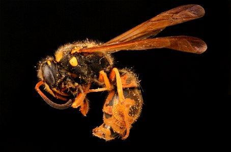 Potter wasp ( Vespidae, Ancistrocerus lineaventris)