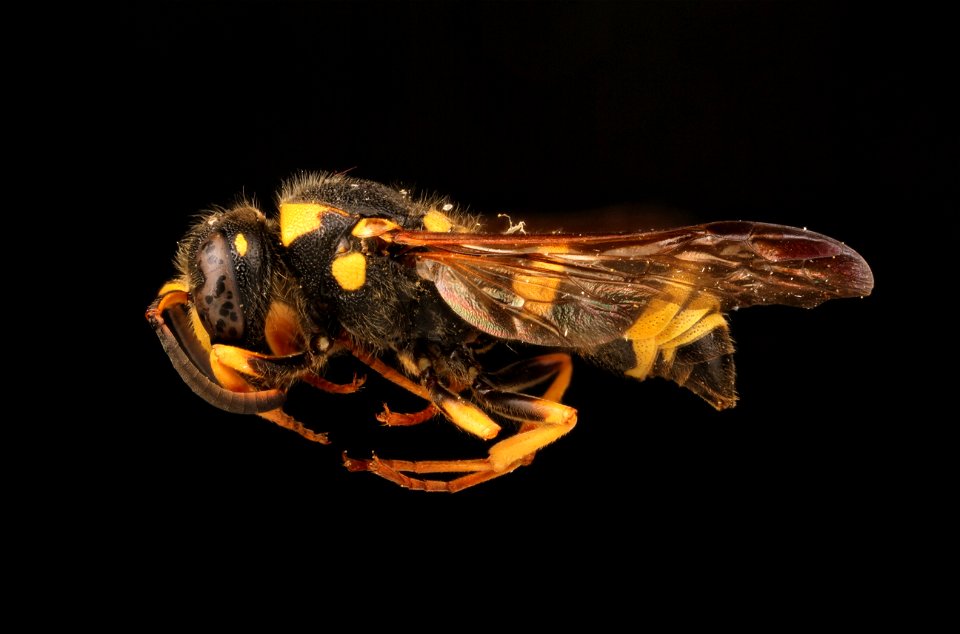 Potter wasp ( Vespidae, Ancistrocerus catskill)