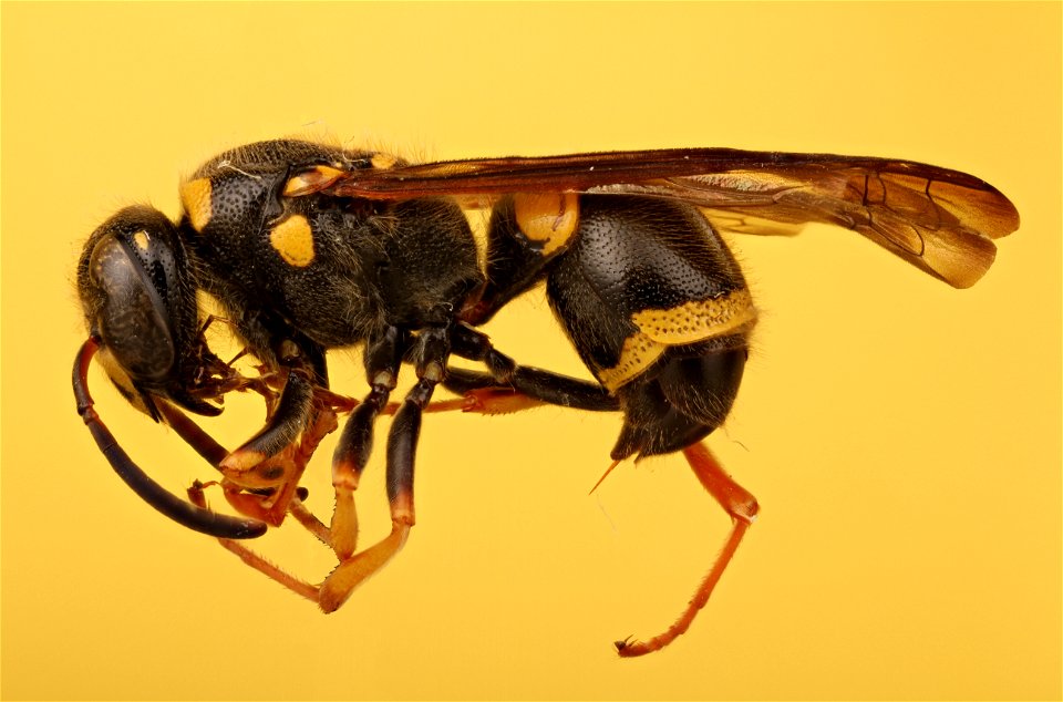 Potter wasp ( Vespidae, Ancistrocerus campestris)