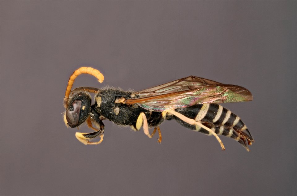 Potter wasp ( Vespidae, Ancistrocerus adiabatus)