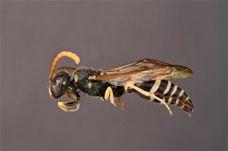 Potter wasp ( Vespidae, Ancistrocerus adiabatus)