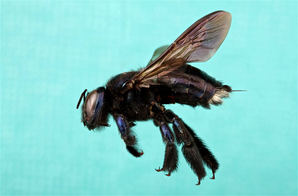 Carpenter bee (Apidae, Xylocopa micans)