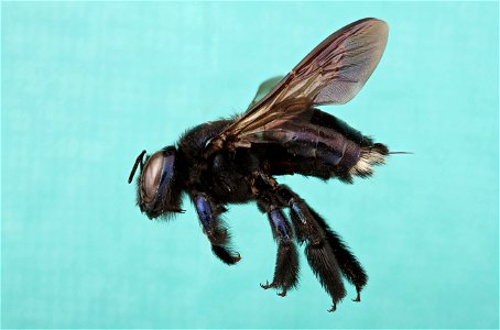 Carpenter bee (Apidae, Xylocopa micans) photo