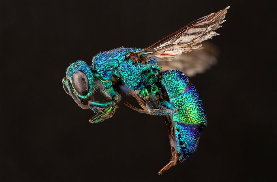 Cuckoo Wasp from Mexico (Chrysididae)