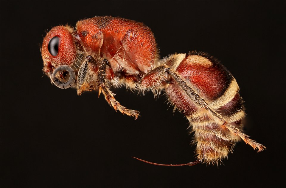 Velvet Ant (Mutillidae)