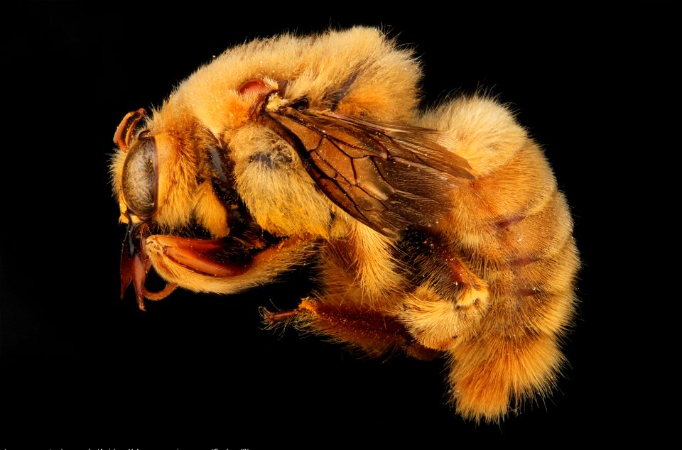Large carpenter bee, male (Apidae, Xylocopa mexicanorum