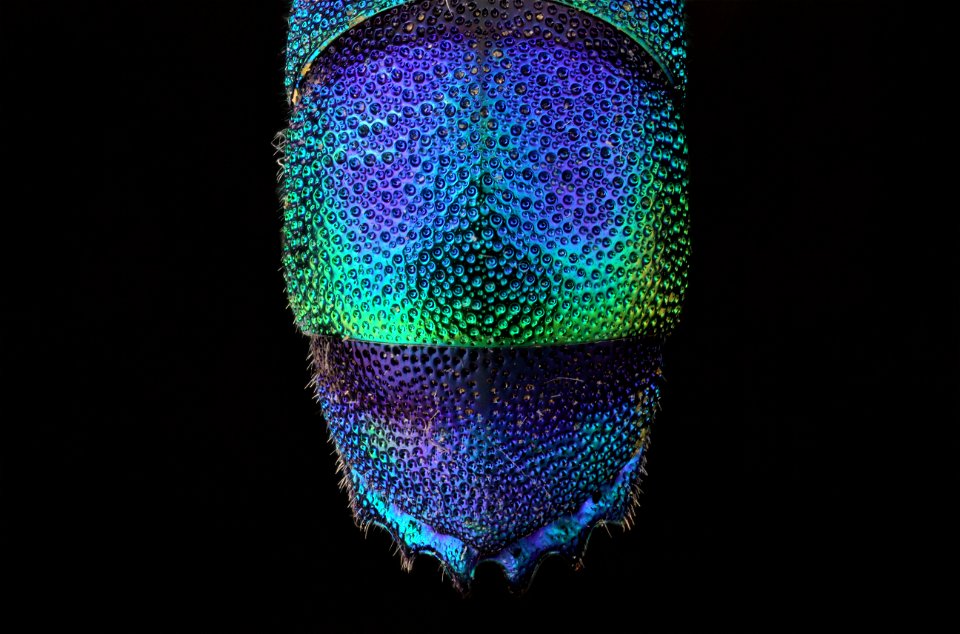 Cuckoo Wasp from Mexico (Chrysididae)