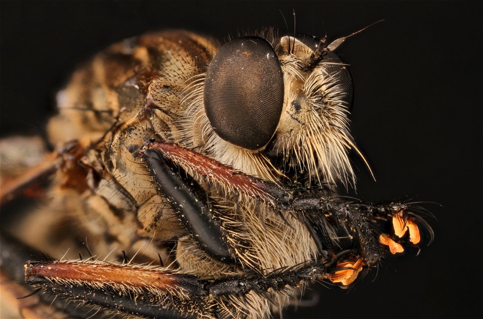 Robber Fly (Asilidae)