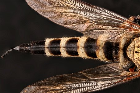 robberfly2_label