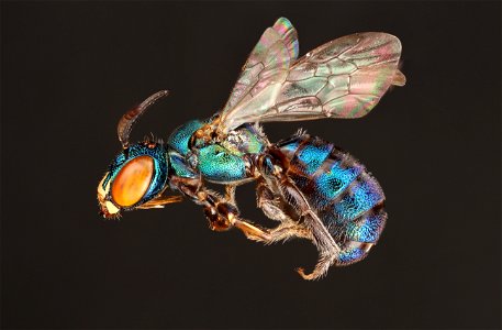 Ceratina - small carpenter bee