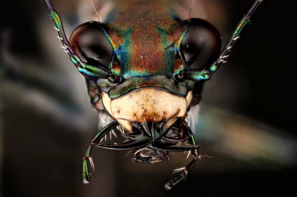 Flashy Tiger Beetle (Cicindelidia sp.)