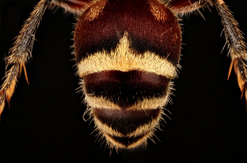 Female Velvet Ant (Mutillidae)