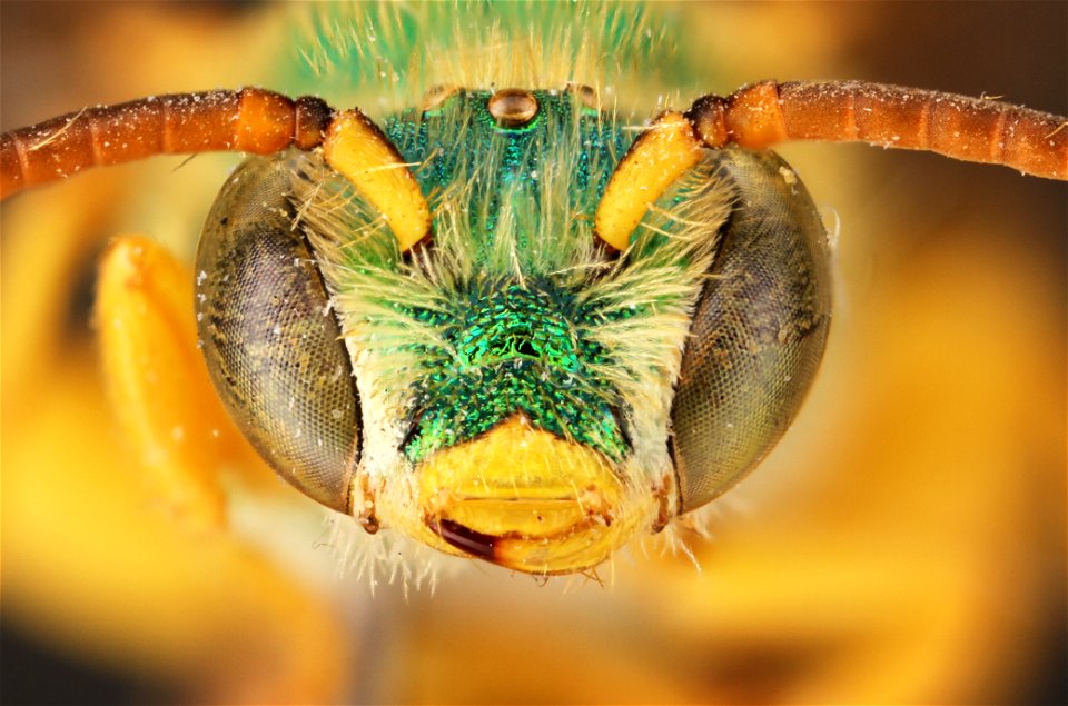 Agapostemon splendens