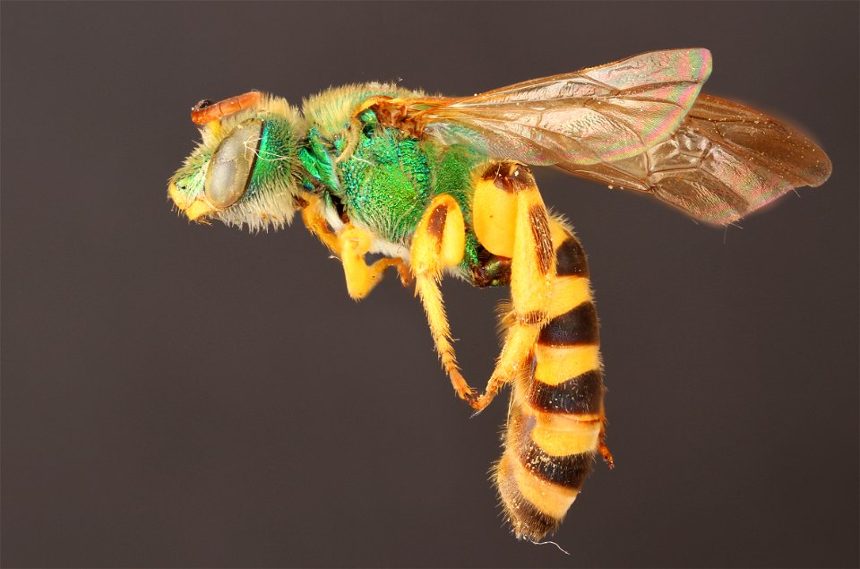 Agapostemon splendens