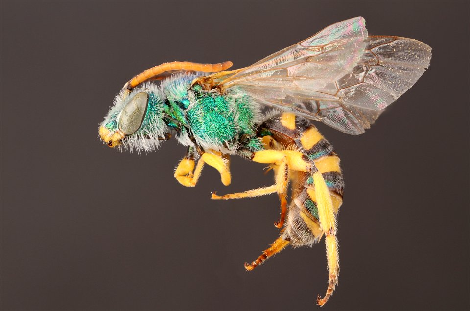Agapostemon angelicus